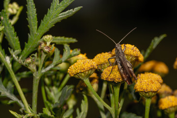macro close up of a wonderful insect like a spider or fly or beetle on a leaf in beautiful nature