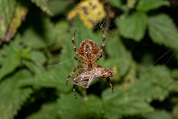 macro close up of a wonderful insect like a spider or fly or beetle on a leaf in beautiful nature