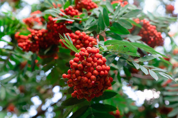 Bunches of red rowan berries on branches in greenery. Bottom up view. Focus on the cluster in the center