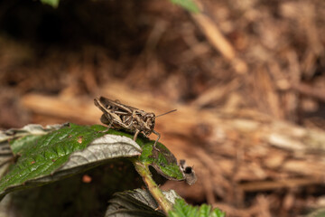macro close up of a wonderful insect like a spider or fly or beetle on a leaf in beautiful nature