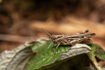macro close up of a wonderful insect like a spider or fly or beetle on a leaf in beautiful nature
