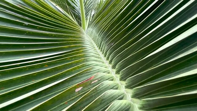 Detail Of Greenery Palm Leaves Of Coconut Tree In Daylight. Closeup