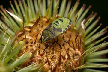 macro close up of a wonderful insect like a spider or fly or beetle on a leaf in beautiful nature