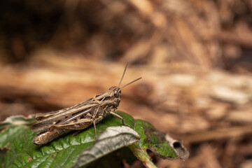 macro close up of a wonderful insect like a spider or fly or beetle on a leaf in beautiful nature