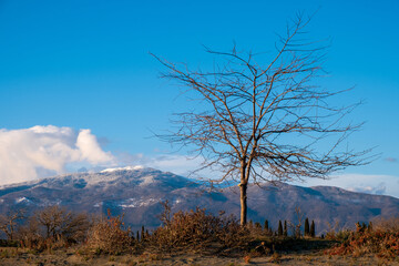 dry autumn tree on the background of a mountain with a snowy peak. autumn landscape in the highlands