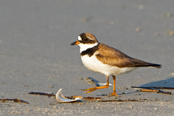 Semipalmated Plover Walking on the Beach