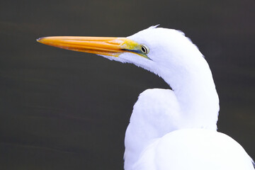 Close-up of a Great Egret