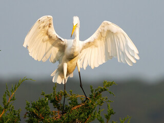 Great Egret Standing on Top of a Tree