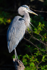 Great Blue Heron Standing in a Tree