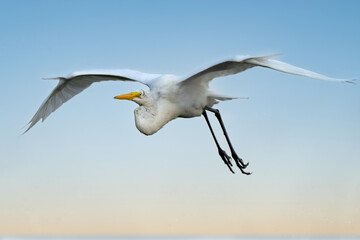A Great Egret In Flight