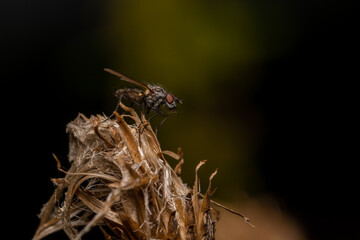 macro close up of a wonderful insect like a spider or fly or beetle on a leaf in beautiful nature