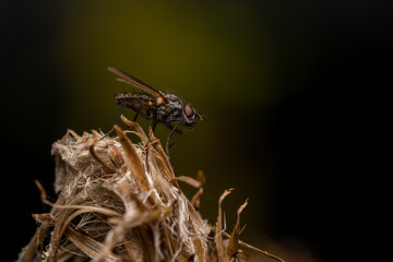 macro close up of a wonderful insect like a spider or fly or beetle on a leaf in beautiful nature