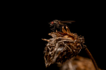 macro close up of a wonderful insect like a spider or fly or beetle on a leaf in beautiful nature