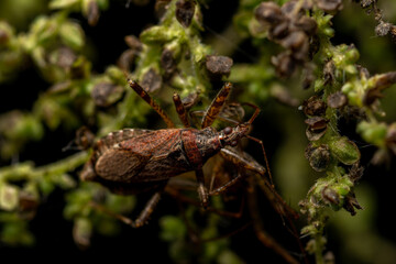 macro close up of a wonderful insect like a spider or fly or beetle on a leaf in beautiful nature