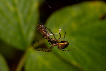 macro close up of a wonderful insect like a spider or fly or beetle on a leaf in beautiful nature