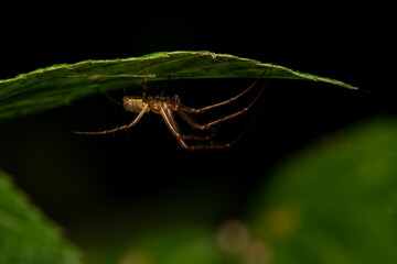 macro close up of a wonderful insect like a spider or fly or beetle on a leaf in beautiful nature