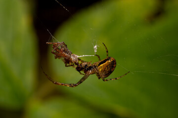 macro close up of a wonderful insect like a spider or fly or beetle on a leaf in beautiful nature