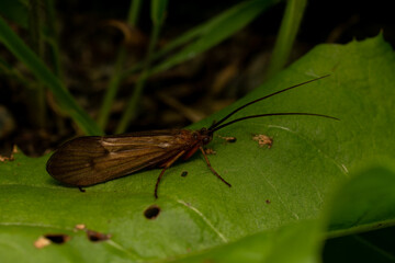 macro close up of a wonderful insect like a spider or fly or beetle on a leaf in beautiful nature