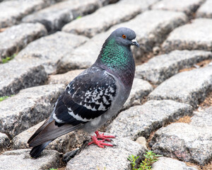 Pigeon - Cobblestones