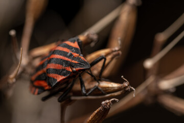 macro close up of a wonderful insect like a spider or fly or beetle on a leaf in beautiful nature
