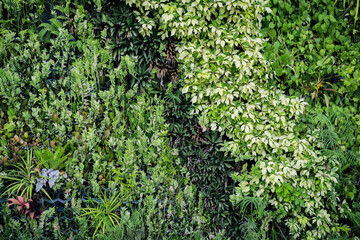 Fototapeta na wymiar Dew and Green leaves background. Green leaves color dark tone after raining in the morning.