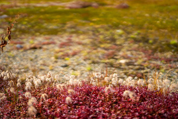 富山県立山町の立山の秋の紅葉の季節に登山している風景 Scenery of climbing Tateyama Mountain in Tateyama Town, Toyama Prefecture, Japan during the season of autumn leaves. 