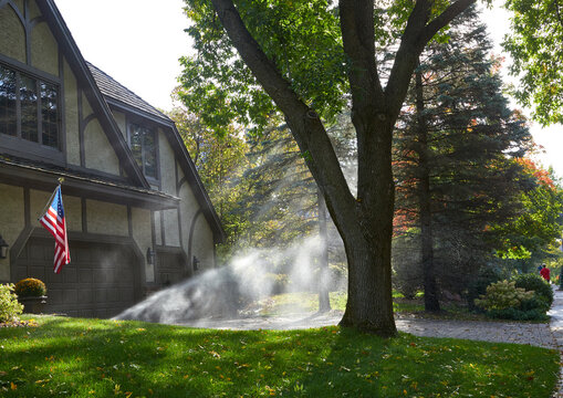Sprinkling the front yard in early morning in late summer and before the leaves change color