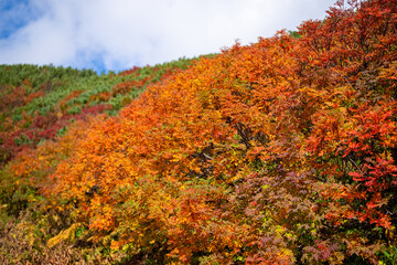 富山県立山町の立山の秋の紅葉の季節に登山している風景 Scenery of climbing Tateyama Mountain in Tateyama Town, Toyama Prefecture, Japan during the season of autumn leaves. 