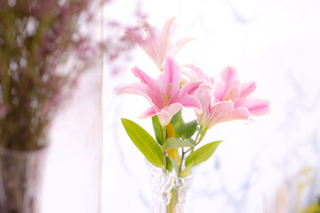 Lilies on a blurred background