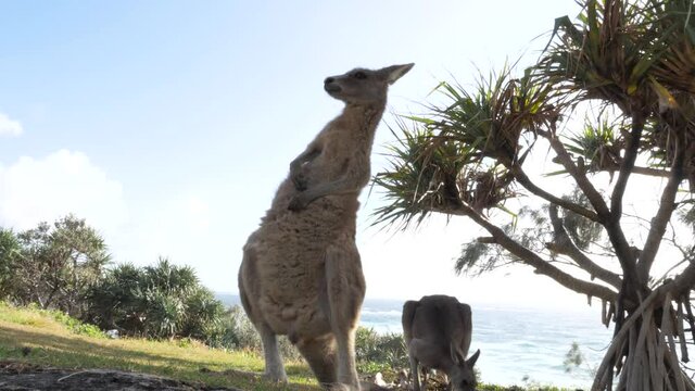 Young Kangaroo stands tall while scratching and grooming itself. Animal behavior video