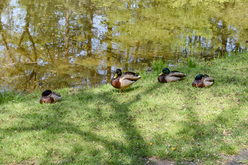 Raft of Mallard Ducks on the Shore of a Pond