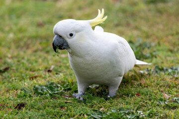 Sulphur-crested Cockatoo on the grass after the rain