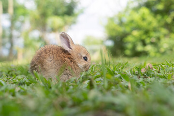 A cute baby rabbit was running and biting the grass in the yard. Rabbits are small animals that people are popular to bring as pets.