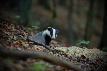 european badger, meles meles, peeking from hole in forest in summer. Black and white mammal looking...