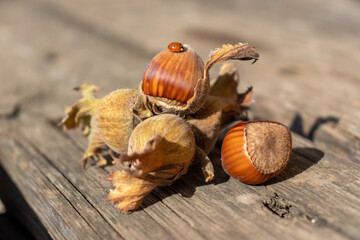 Fototapeta premium husk hazelnut leaves unpeeled. hazelnuts peel. harvesting concept.