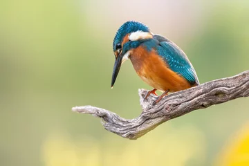 Foto op Aluminium common kingfisher, alcedo atthis, sitting on wood in sunlight with copy space. Color bird resting on branch in sunny day woth space for text. Blue and orange animal with wings watching from tree. © WildMedia