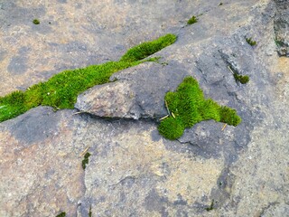 green moss on stone