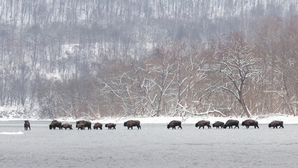 Herd of european bison, bison bonasus, crossing river in winter nature. Many wild bulls migrating through the frozen lake. Bunch of horned mammals walking on water with frost. © WildMedia