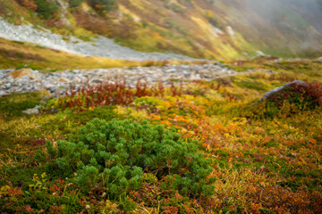 富山県立山町の立山の秋の紅葉の季節に登山している風景 Scenery of climbing Tateyama Mountain in Tateyama Town, Toyama Prefecture, Japan during the season of autumn leaves. 