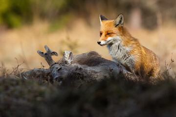 Red fox, vulpes vulpes, looking to the prey on field in warm sunlight. Orange predator sitting next to dead animal on field in sunlit. Wild mammal staring on bones in grass.