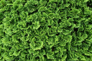 枝先の模様が美しい植物のクローズアップ