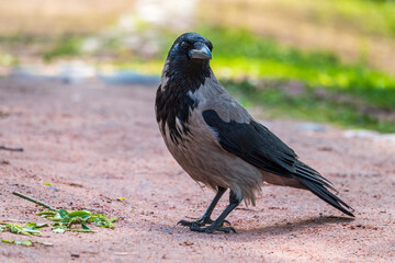 Fototapeta premium Black crow walks on green lawn. Raven on grass. Wild bird on meadow.