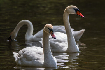 Graceful white Swans swimming in the lake, swans in the wild