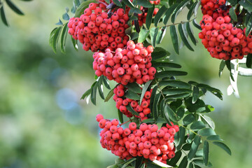Rowan In Autumn With Red Berries.