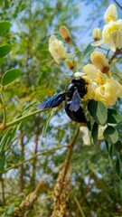 Giant black beetle on the flower.