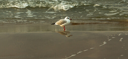 Portrait of the gull Chroicocephalus ridibundus against the background of the sea. Picture taken in profile 