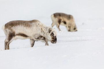 Wild Svalbard Reindeer, Rangifer tarandus platyrhynchus, two animals searching for food under the snow