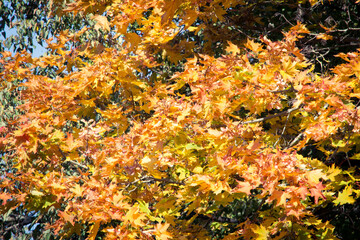 Yellow, green and red leaves on branches of Beautiful autumn maple tree, october texture for background