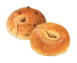 ベーグル2種(プレーンとクランベリー）水彩色鉛筆イラスト