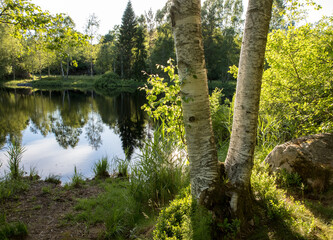 Two birch tree trunks in front of a beautiful pond with reflections in the water and green trees and bushes. Sun reflected in water. Birkenlund in Arendal, Norway